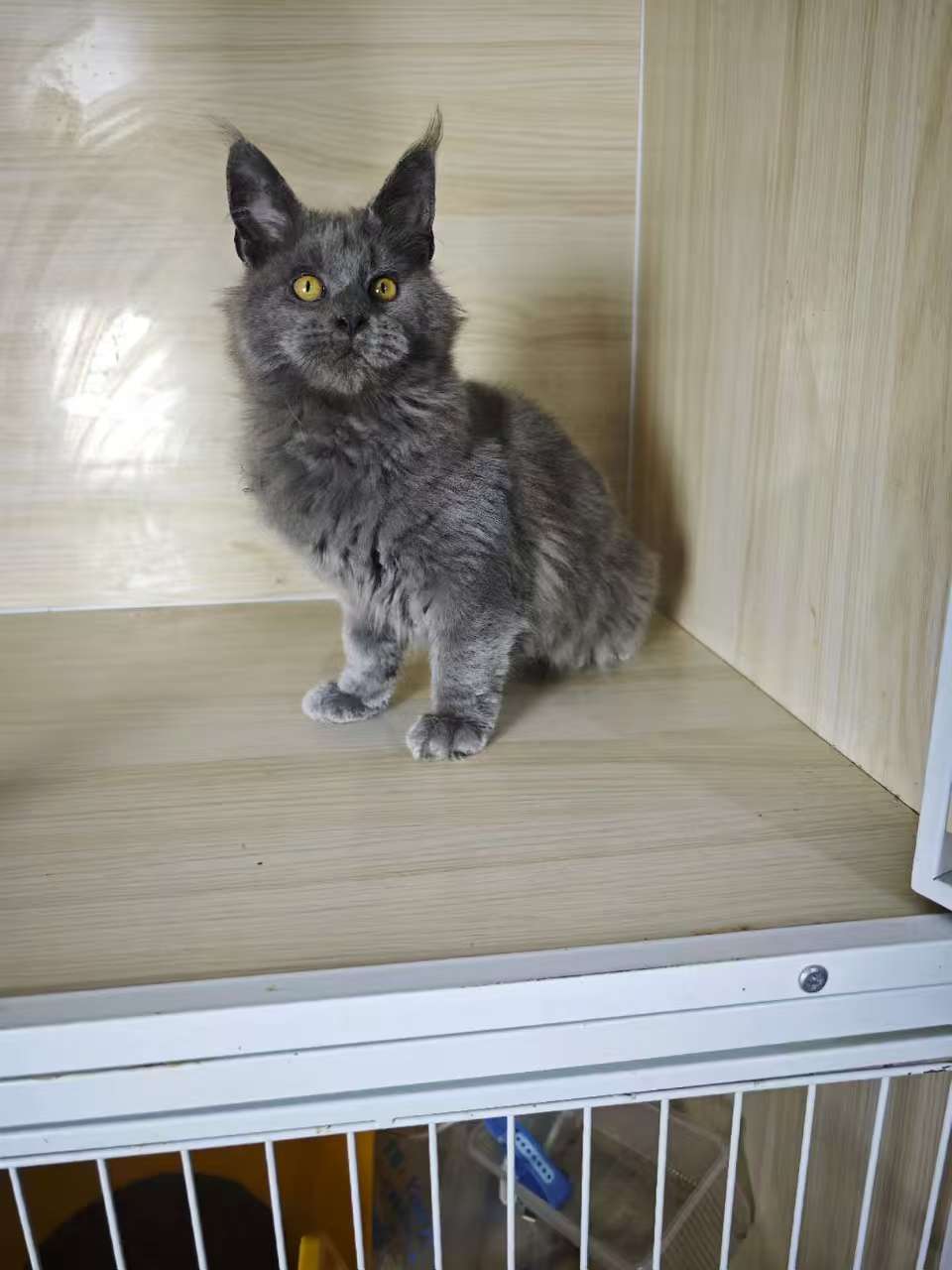 缅因猫蓝烟弟弟,三针苗全,高赛级,注小时候长癣现在已好,给它找个家